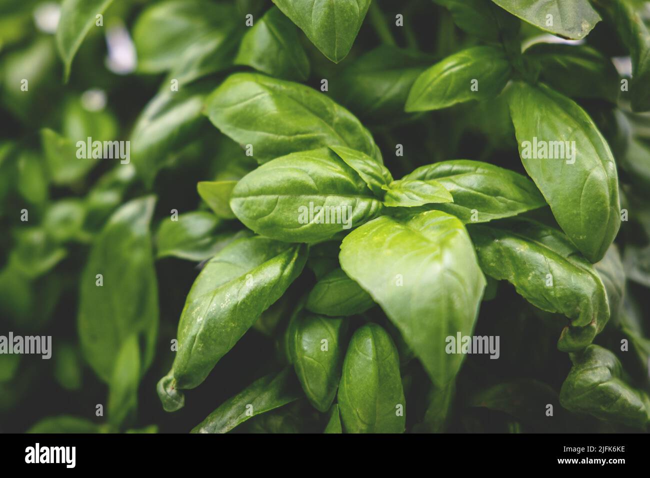 Primo piano di una pianta di basilico con foglie verdi e rigogliose Foto Stock