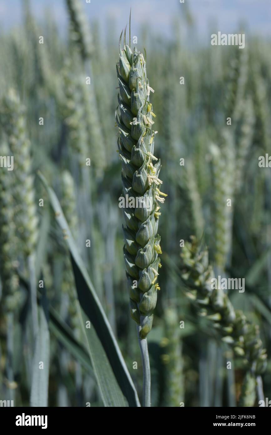 Un orecchio di grano fiorisce in un campo in un giorno d'estate. Nessuna gioia per chi soffre di allergie. Foto Stock