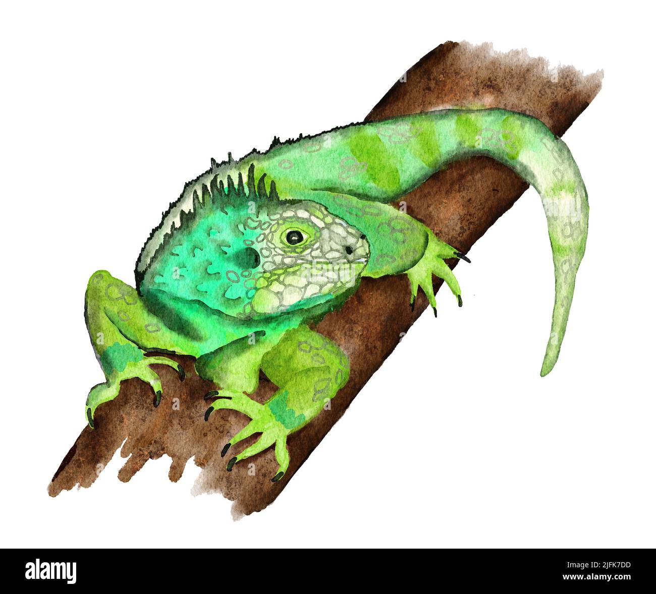 Acquerello disegnata a mano illustrazionidi verde tropicale iguana su un ramo di foresta pluviale di albero della giungla. Replite lucertola nella natura selvaggia fauna selvatica specie minacciate, animali da compagnia rettiliani Foto Stock