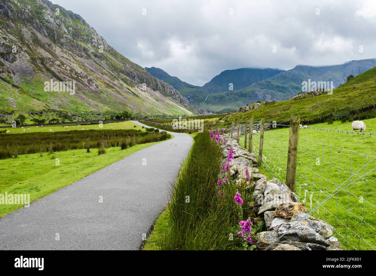 Foxguants (Digitalis purpurea) fiorito da un muro di pietra sulla strada di Nant Ffrancon con vista sulle montagne di Snowdonia. Gwynedd, Galles, Regno Unito Foto Stock