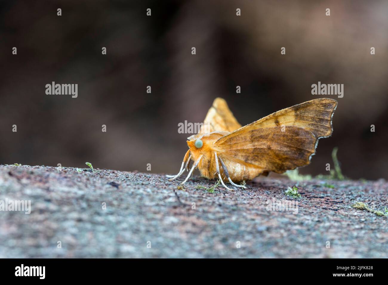 August Thorn Moth; Ennomos quercinaria; UK Foto Stock