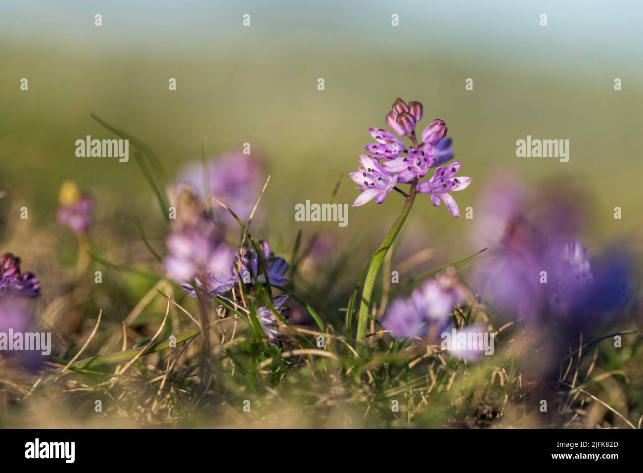 Autunno squill; Prospero autumnale; Cornovaglia; UK Foto Stock