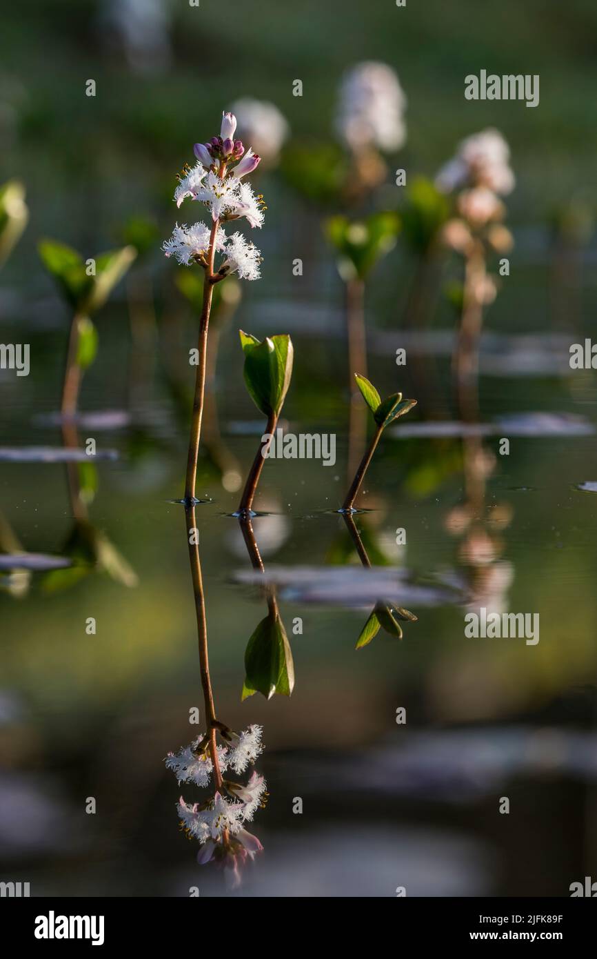 Bogbean; Menyanthes trifoliata; fioritura; Regno Unito Foto Stock