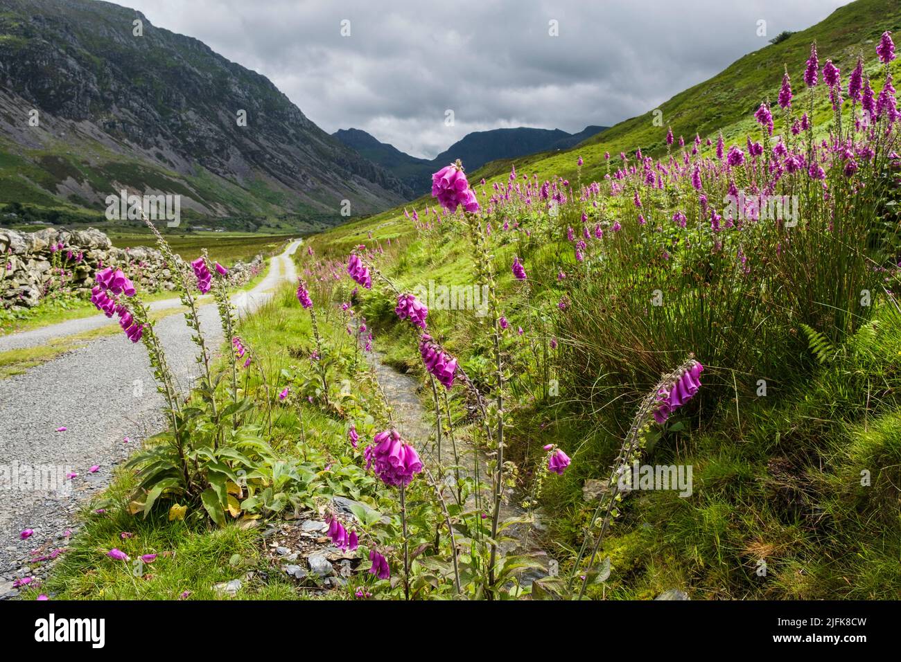 Foxguants (Digitalis purpurea) fiorente sulla strada nella valle di Nant Ffrancon con vista sulle montagne in Snowdonia in estate. Gwynedd, Galles, Regno Unito Foto Stock