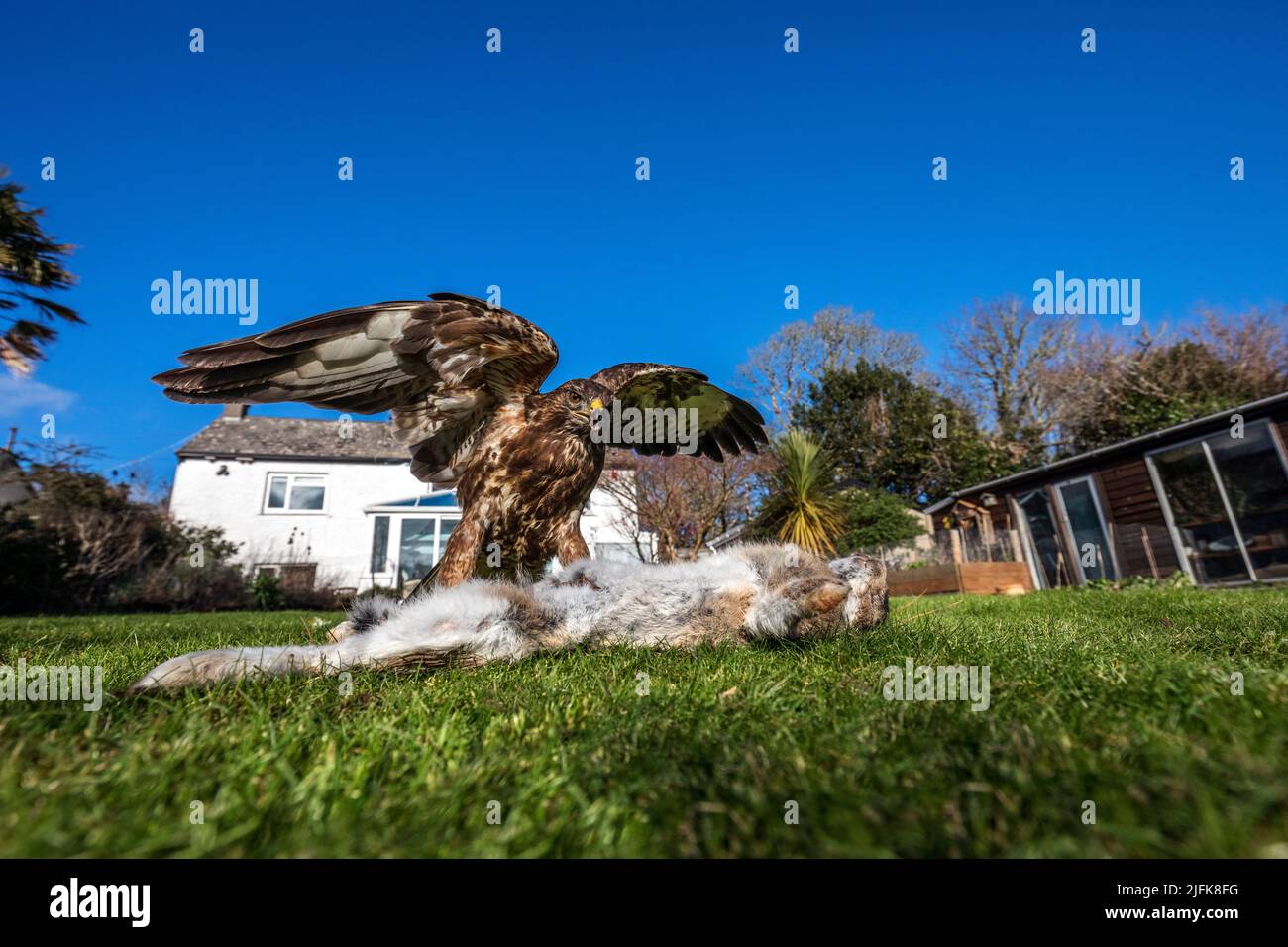Buzzard; Buteo buteo; in giardino; mangiare un coniglio; grandangolo; REGNO UNITO Foto Stock