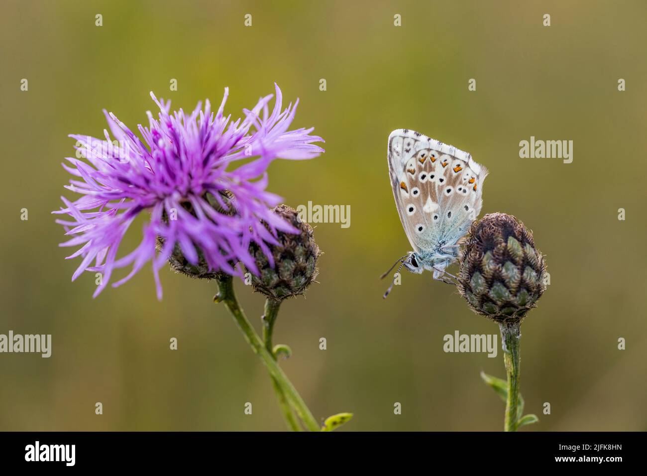 Chalkhill Blue Butterfly; Polyommatus coridon; Male; UK Foto Stock