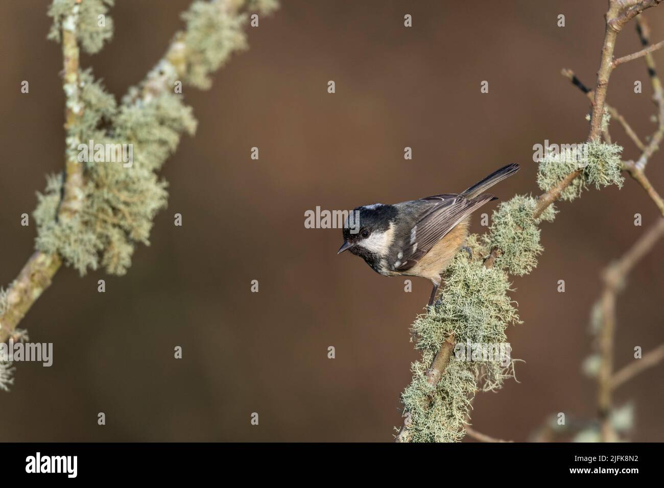 Coal Tit; Periparus ater; on Lichen Covered Twig; UK Foto Stock