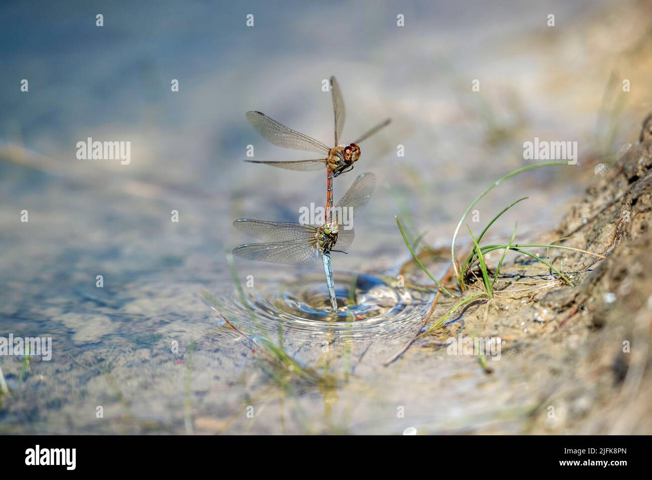 Comune Darter Dragonfly; Sympetrum striolatum; accoppiamento maschio e femmina; uovo femmina che posa in stagno; UK Foto Stock