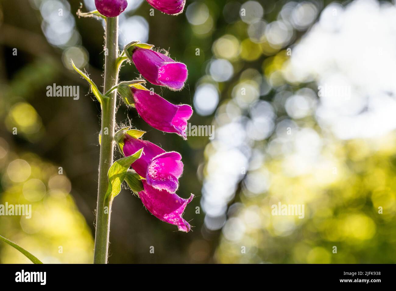 Foxglove; Digitalis purpurea; Flower; UK Foto Stock