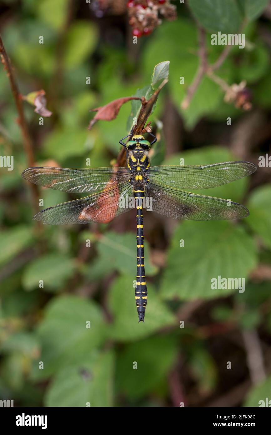 Dragonfly con anello d'oro; Cordulegaster boltonii; Cornovaglia; Regno Unito Foto Stock