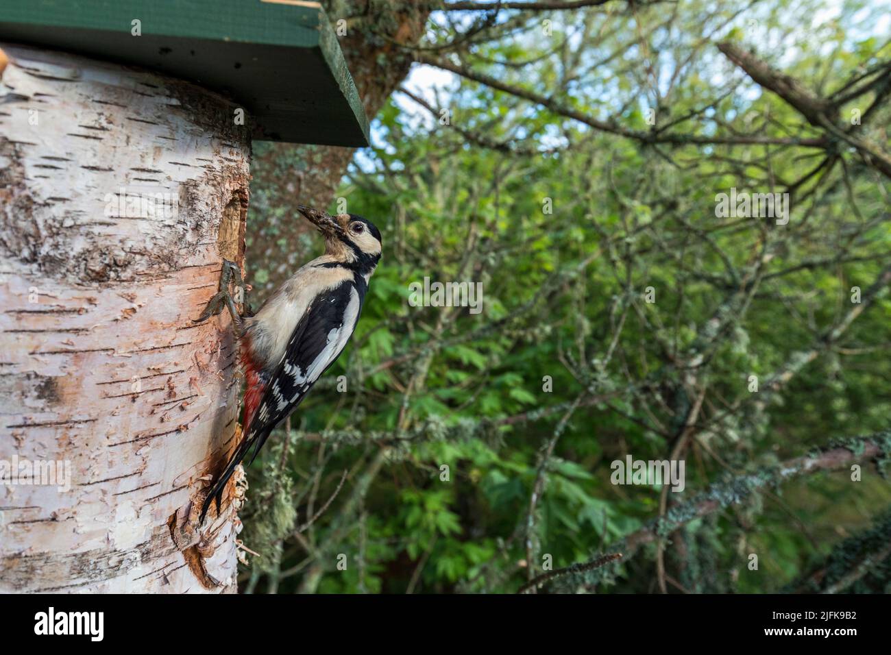 Great Spotted Woodpecker; Dendrocopos Major; Male a Nest Box; UK Foto Stock