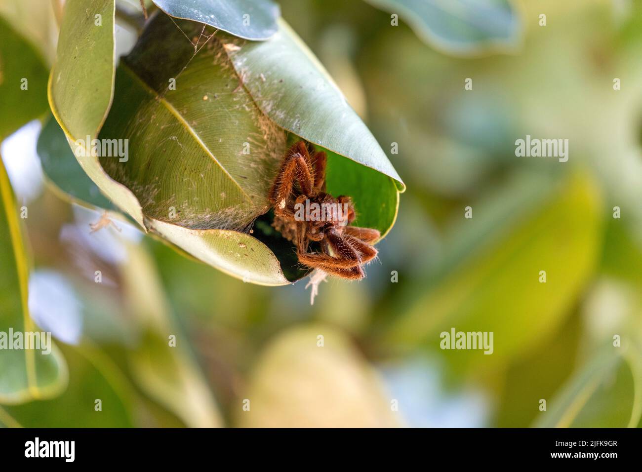 Hand Span Spider; con Web su Leaf; Seychelles Foto Stock
