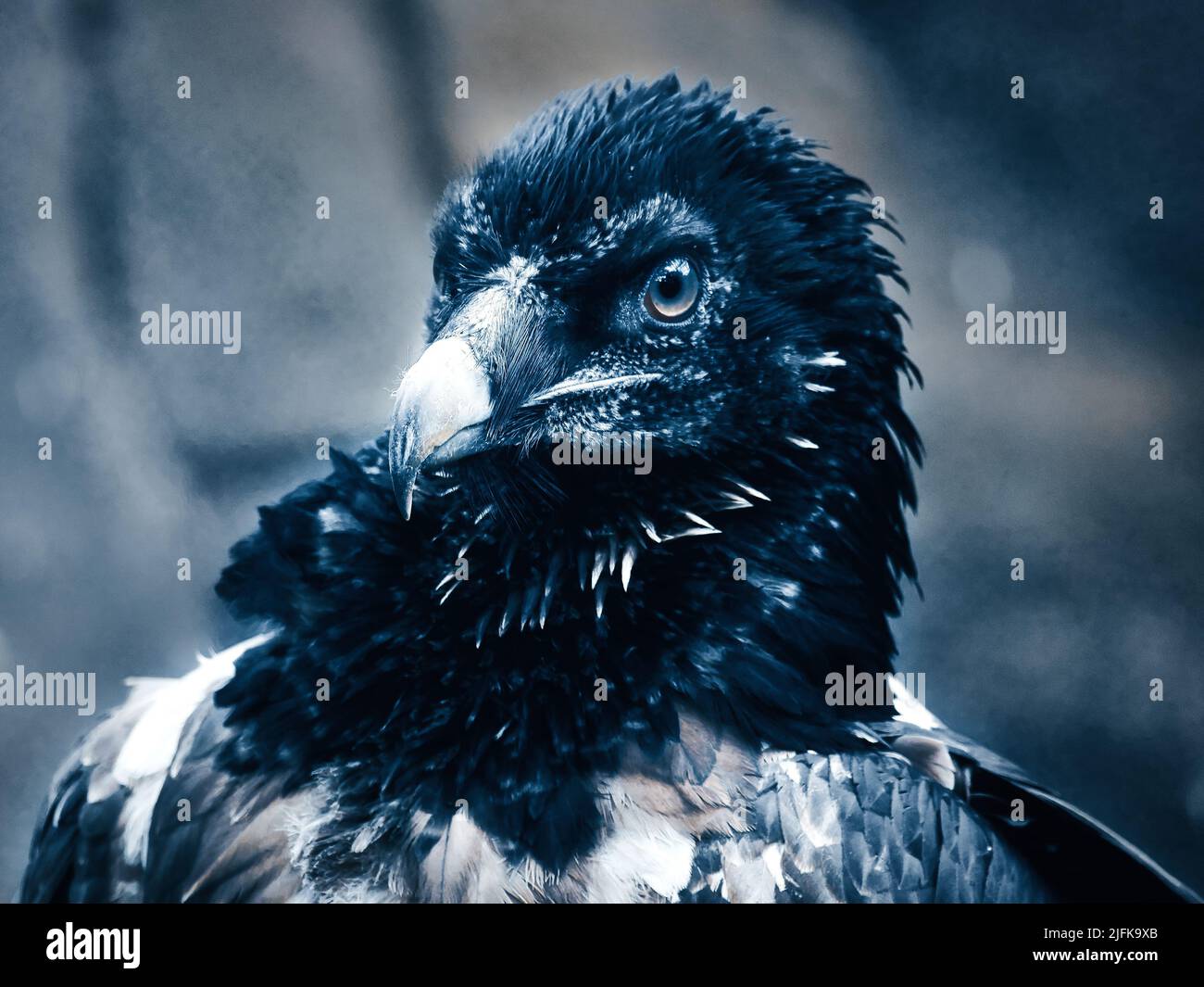 Un ritratto avvoltoio. Piume bianche nere. Un uccello molto espressivo. Vista all'osservatore. Foto animale di un uccello imponente. Foto Stock