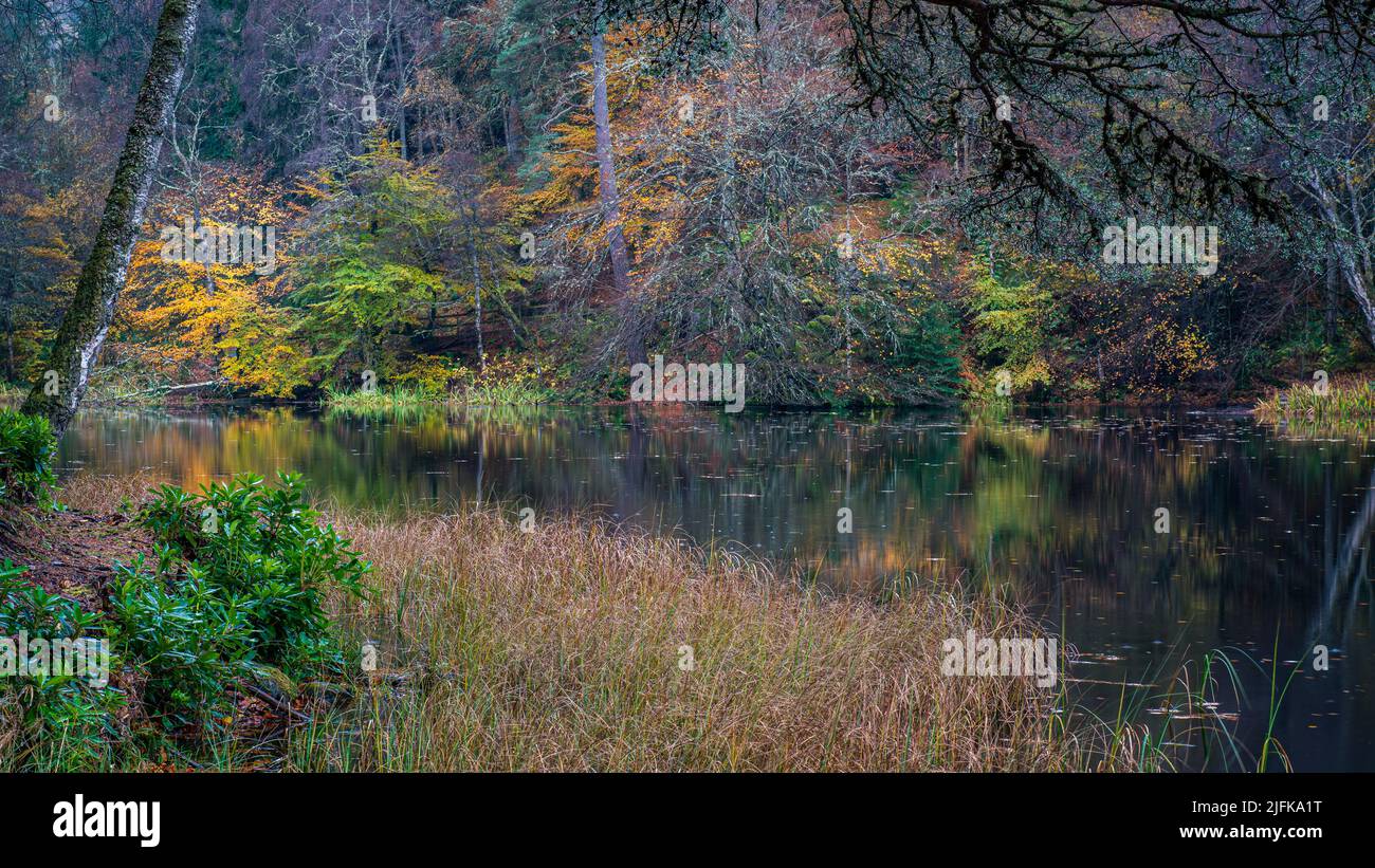 Una foresta boschiva e colorata autunno su una tranquilla riflessione a Loch Dunmore vicino Pitlochry nel Perthshire, Scozia. Foto Stock