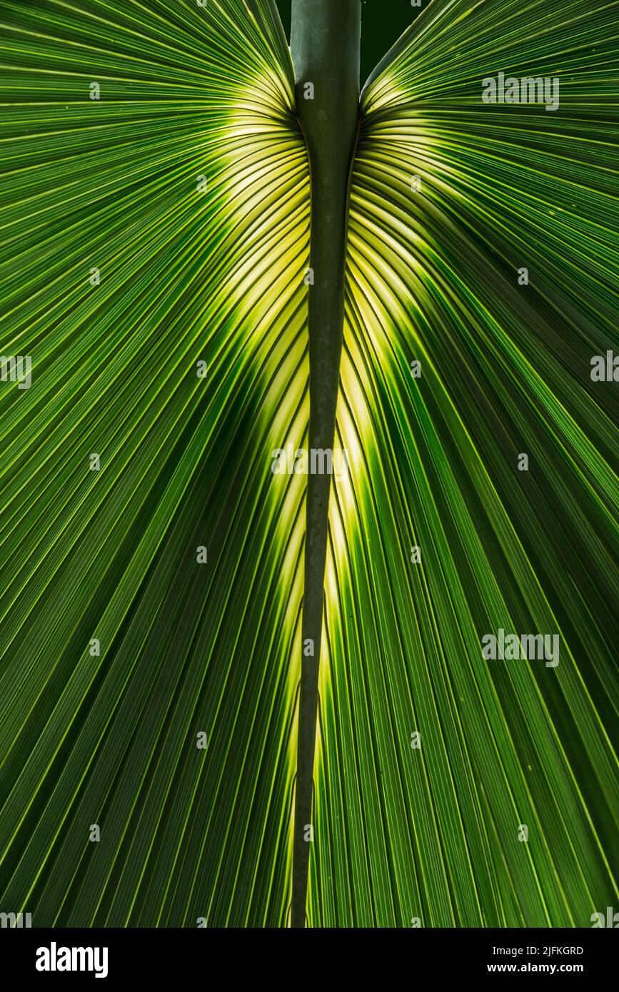 Primo piano retroilluminato di una foglia di palma a Kew Gardens, Londra Foto Stock