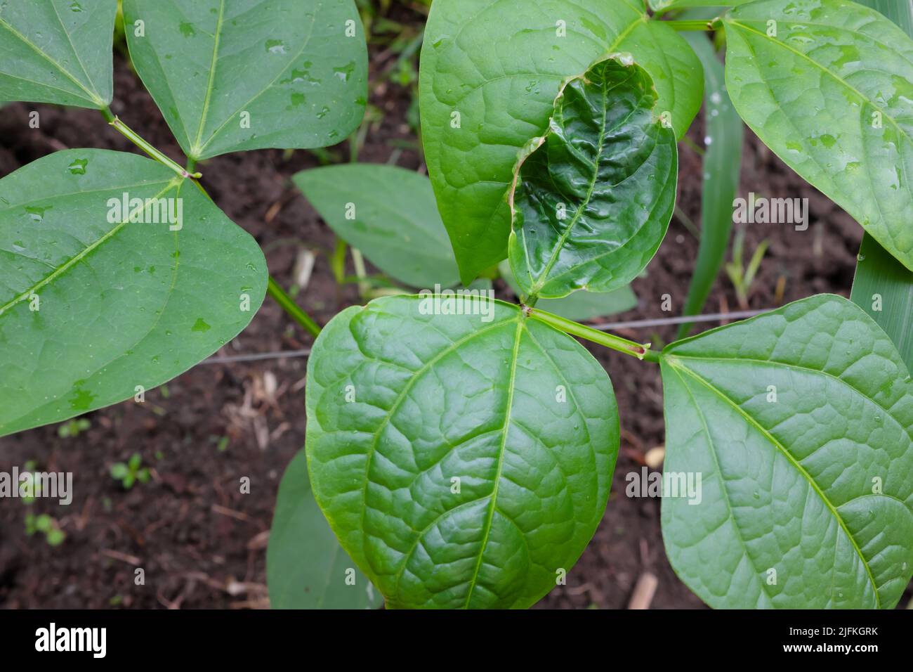 Primo piano di foglie di cowpea con malattia di ricciolo di foglia. Batteri o virus del mosaico. Foto Stock