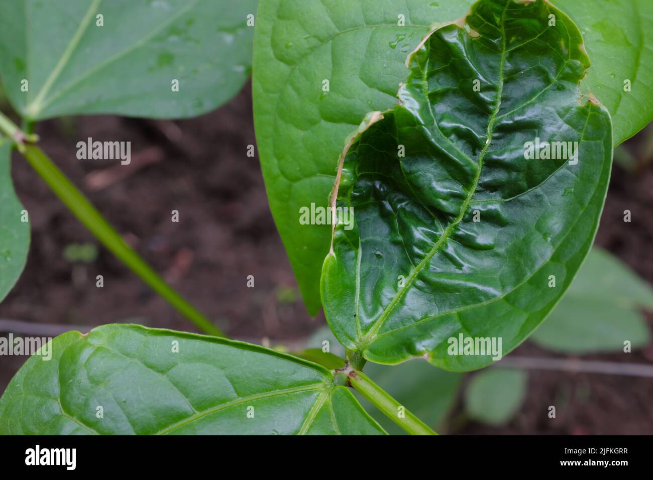 Primo piano di foglie di cowpea con malattia di ricciolo di foglia. Batteri o virus del mosaico. Foto Stock