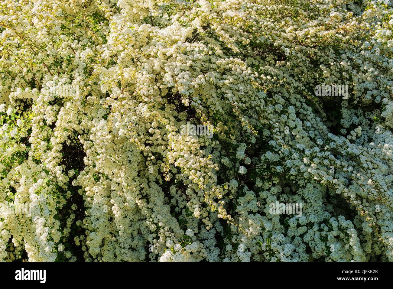 Arbusto di fiori bianchi in fiore. Fiori di ciliegia dell'uccello. Paesaggio e romanticismo cespuglio decorativo. Sole. Foto Stock