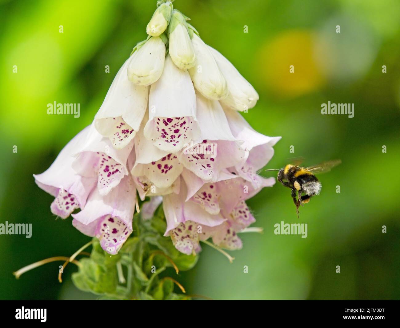 Un bumblebee dalla coda bianca (Bombus lucorum) che atterra su una pianta di foxglove rosa (Digitalis purpurea) in un giardino. Foto Stock