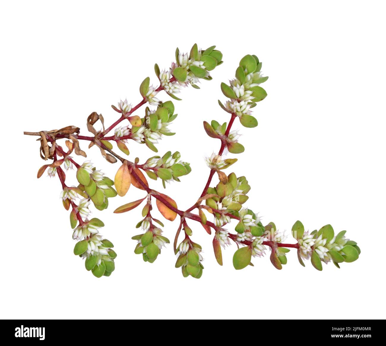 Collana di corallo - Illecebrum verticillatum Foto Stock