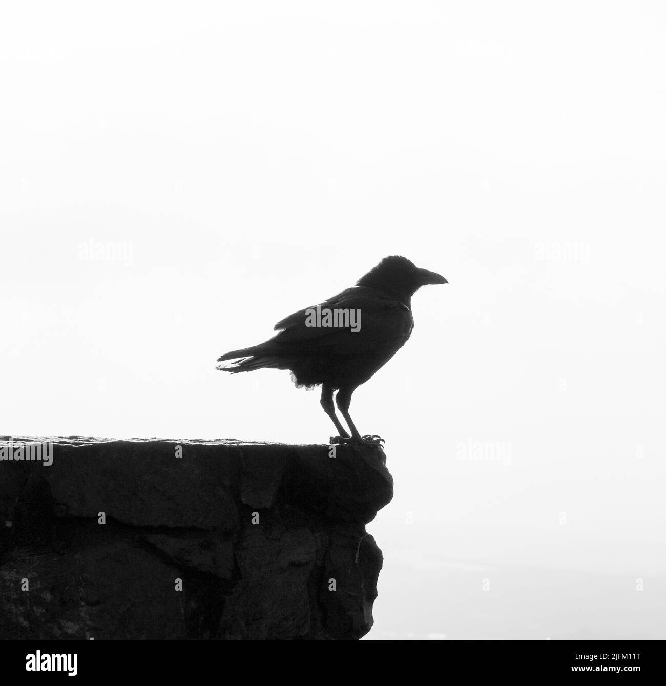 Una silhouette di un corvo appollaiato sulle rocce su uno sfondo bianco girato in scala di grigi Foto Stock Una silhouette di un corvo appollaiato sulle rocce su uno sfondo bianco girato in scala di grigi Foto Stock