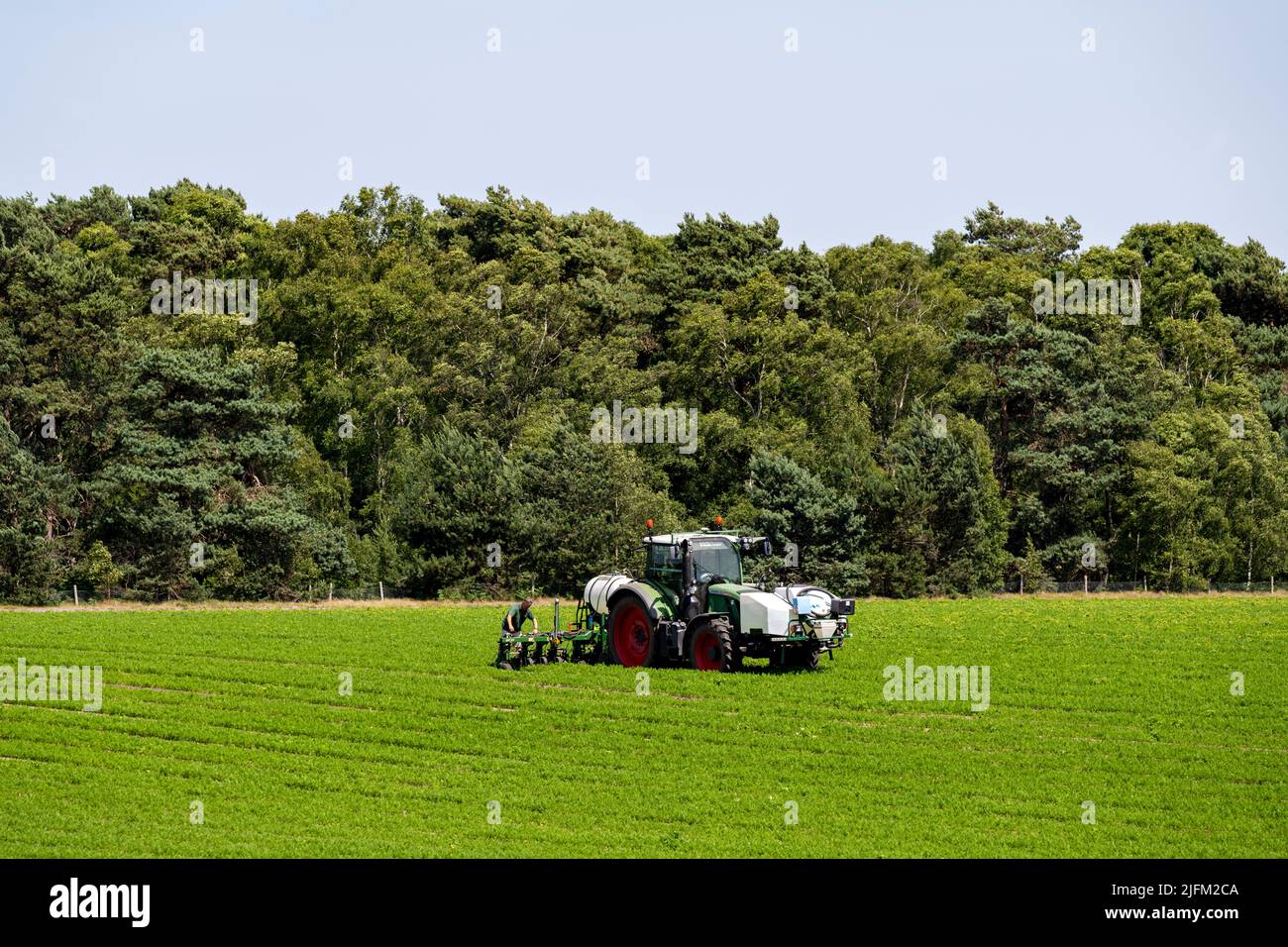 Trattore FENDT 720 - coltivazione di carote a spruzzo di precisione Sutton Heath Suffolk Inghilterra Foto Stock Trattore FENDT 720 - coltivazione di carote a spruzzo di precisione Sutton Heath Suffolk Inghilterra Foto Stock
