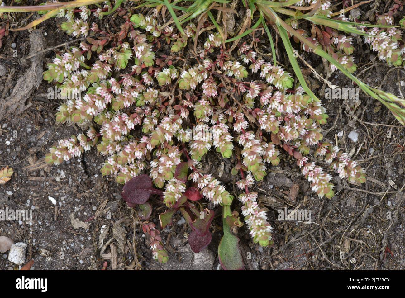 Collana di corallo - Illecebrum verticillatum Foto Stock