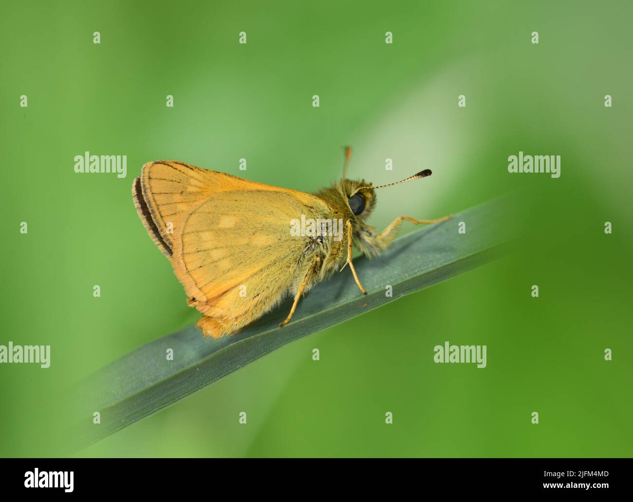 Grande Skipper - Ochlodes venatus Foto Stock