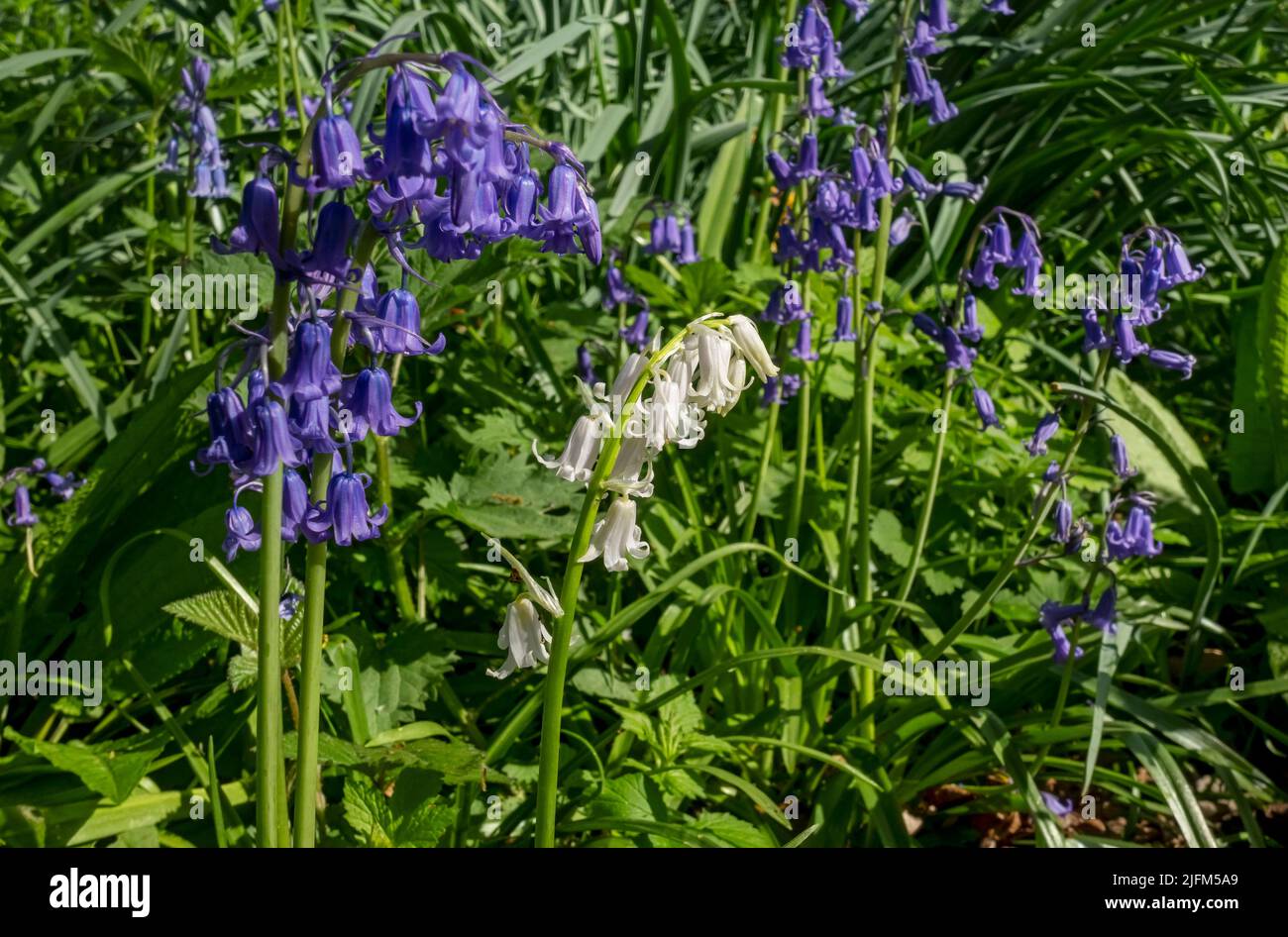 Primo piano di bluebells selvaggio inglese fiori blu e bianco fiore fiorito in un bosco in primavera North Yorkshire Inghilterra Regno Unito Gran Bretagna Foto Stock