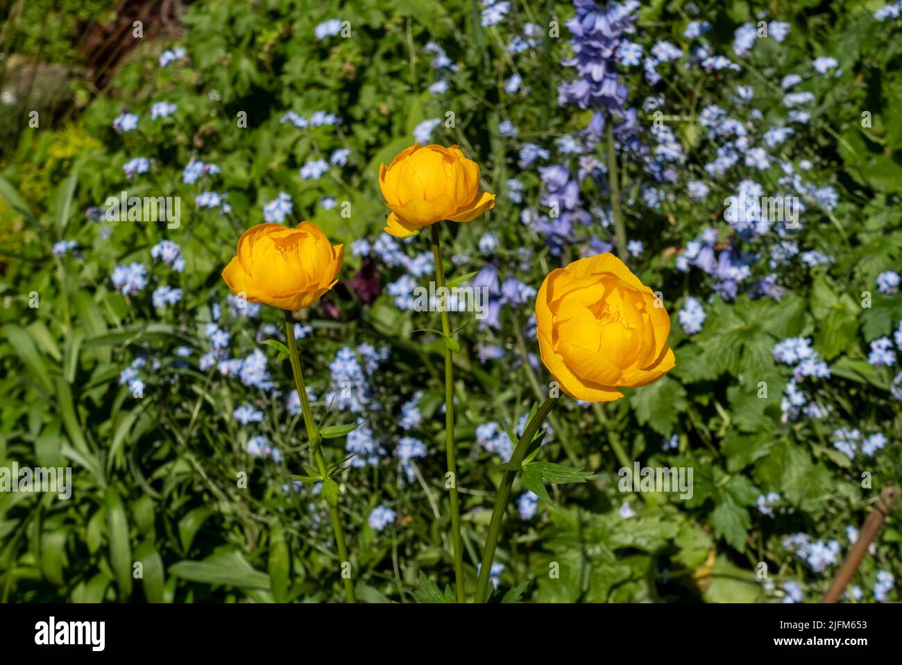 Primo piano di globeflower Trollius 'Orange Globe' e mi dimentichi not fiori fiore giallo arancio fioritura in giardino in primavera Inghilterra UK Foto Stock