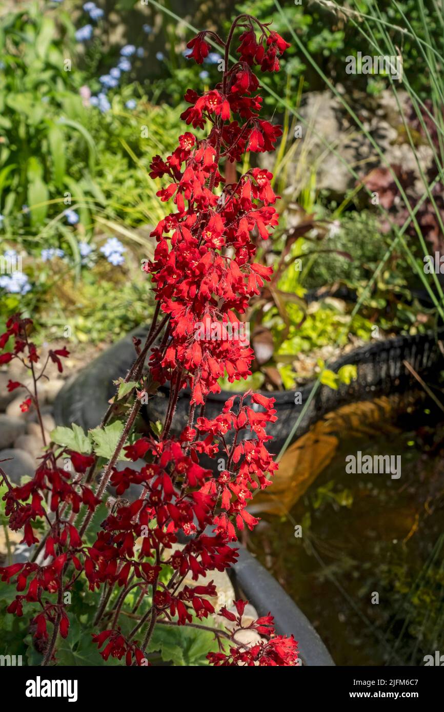 Fiori rossi di heuchera sanguinea close up fiori fiori fioritura in primavera giardino piante Inghilterra Regno Unito GB Gran Bretagna Foto Stock
