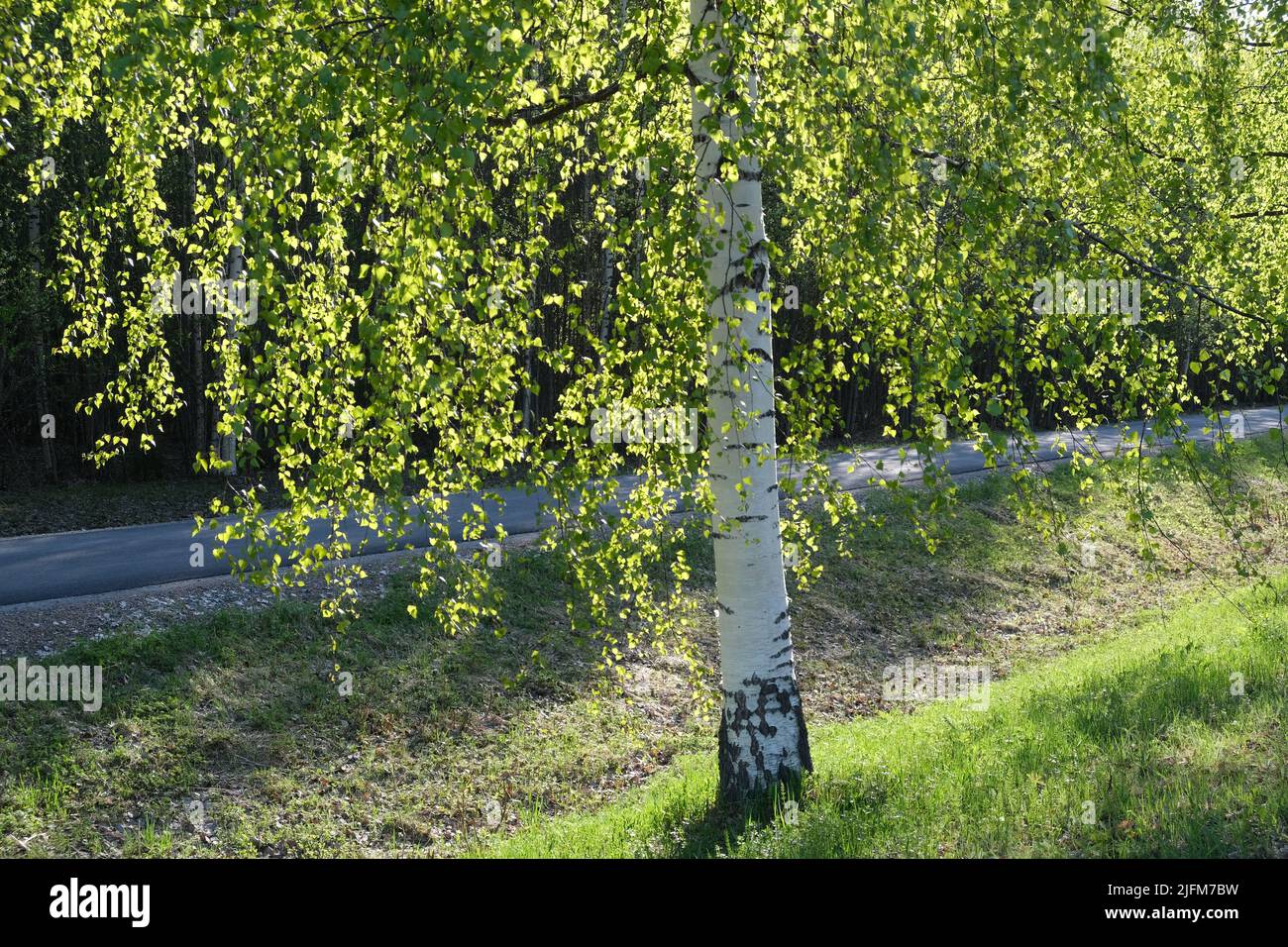 Corsia di alberi di betulla in una giornata di sole. Verde primavera fogliame. Paesaggio primaverile. Foto Stock