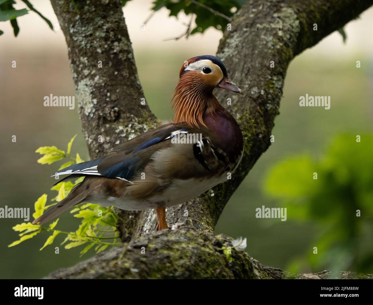 Anatra Mandarina Foto Stock
