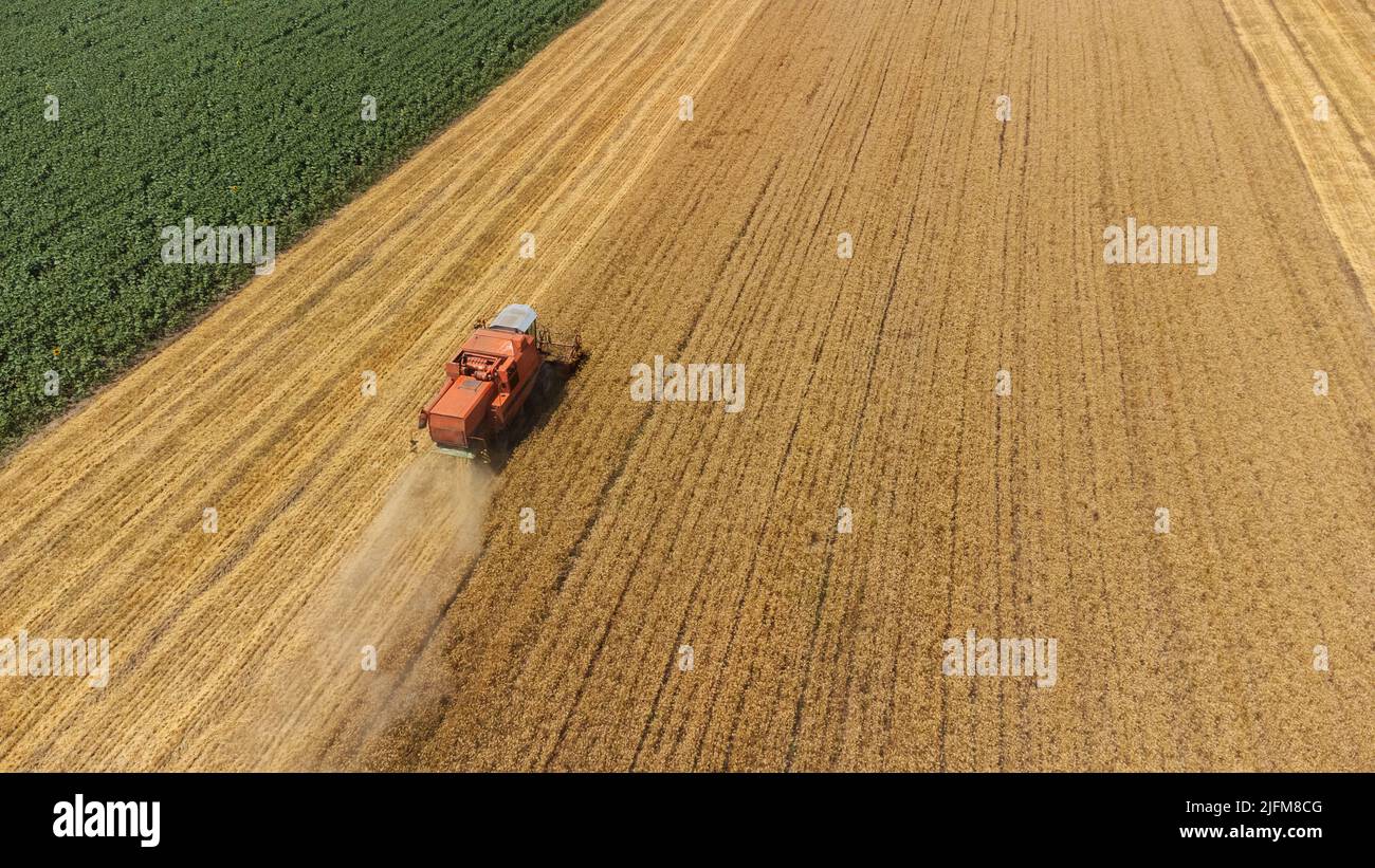 Vista dall'alto del drone aereo la potente mietitrebbia industriale che raccogliera' il campo di cereali di grano maturo d'oro nelle giornate estive o autunnali. Agricoltura Foto Stock