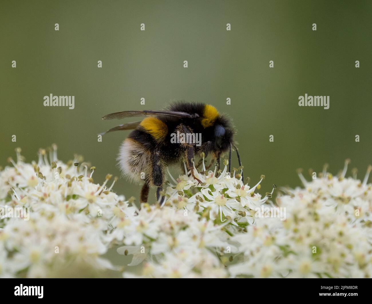 Bumble Bee con coda Buff Foto Stock