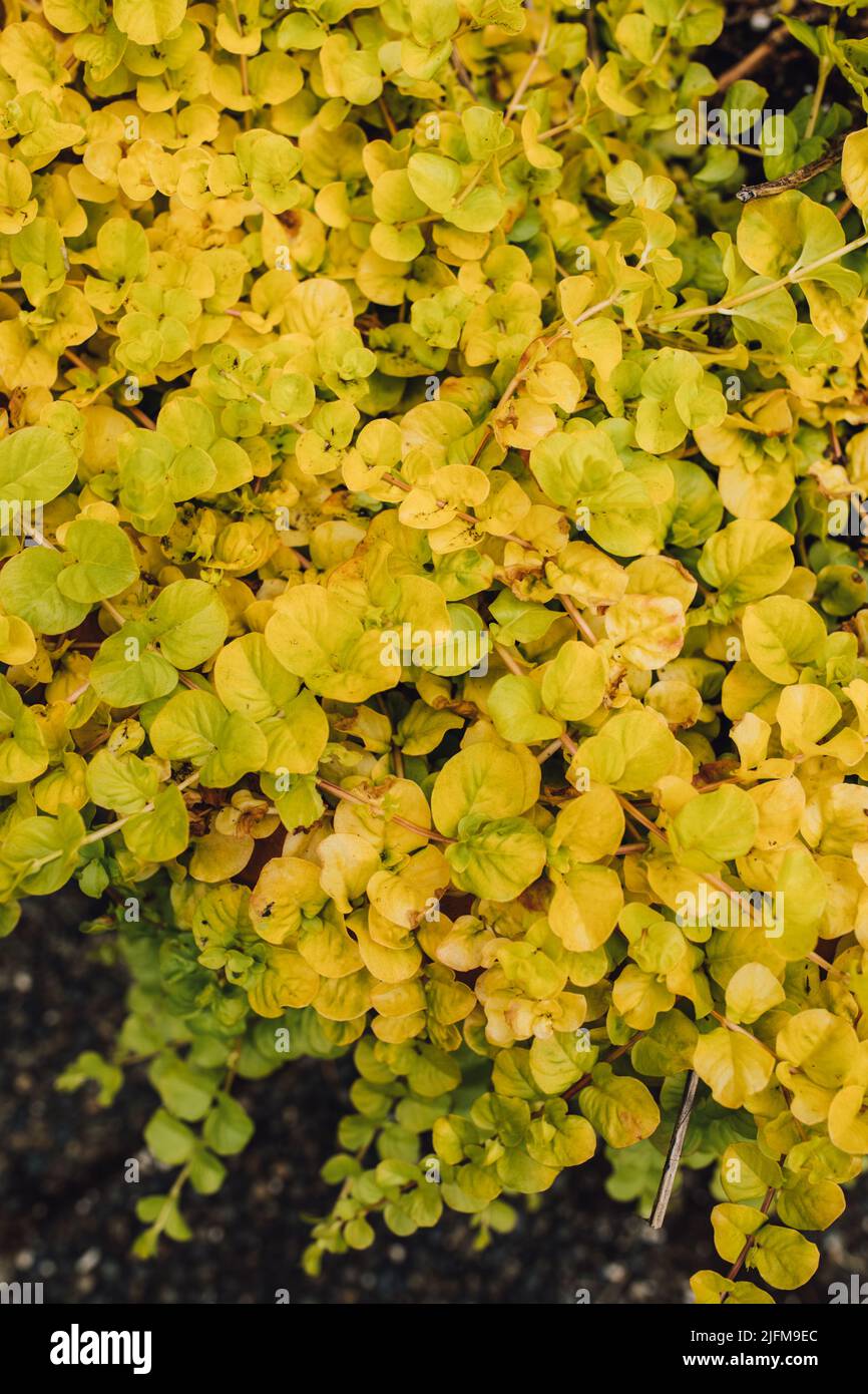 Lysimachia nummularia è una specie di pianta fiorente della famiglia delle primerose Primulaceae. I suoi nomi comuni includono moneywort, jenny strisciante, herb due Foto Stock