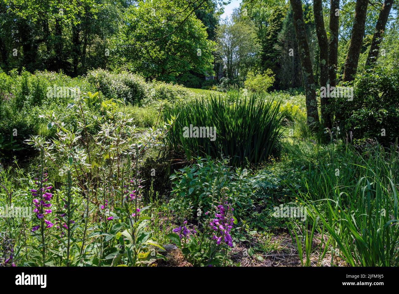 Il giardino selvaggio a CAE Hir Gardens, Cribyn, vicino Lampeter, Ceredigion, Galles Foto Stock