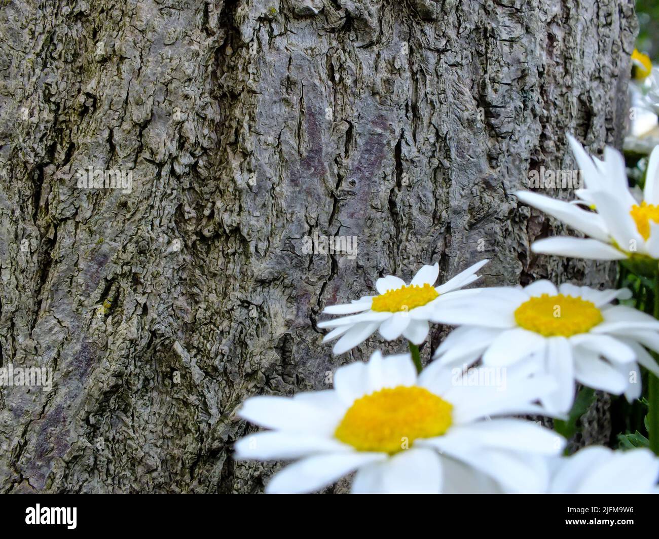 Struttura di corteccia di albero vecchio con margherite sulla parte anteriore, superficie di albero con fiori, primo piano di margherite gialle con sfondo di struttura di corteccia Foto Stock