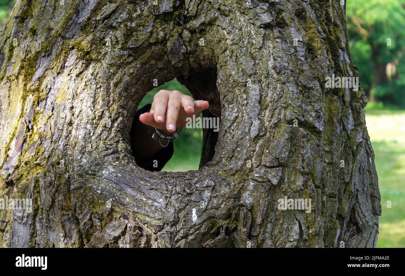 Una bella mano femminile si attacca attraverso un foro passante in un albero. Foto Stock