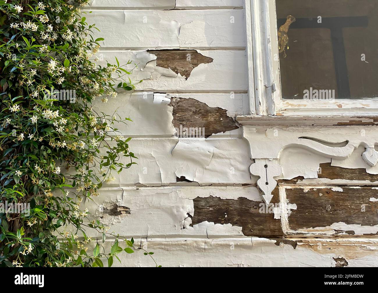 Vecchia parete esterna in legno bianco a strisce ricoperta di edera, vecchio dettaglio finestra, grunge, vintage, sbucciato, superficie della parete bianca danneggiata. Foto Stock