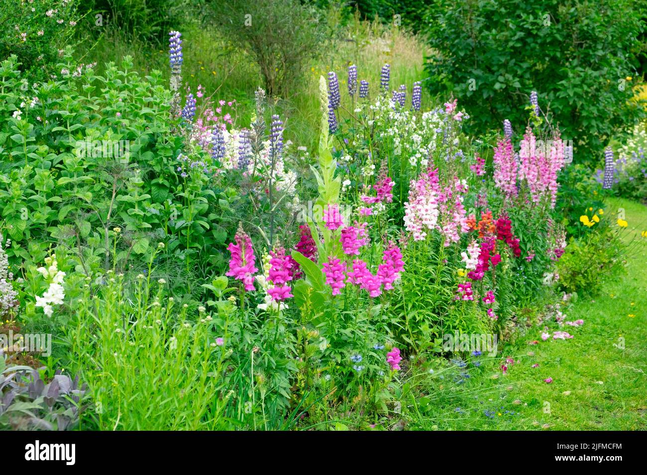 Antirrinomi o snapdraghi che crescono in un giardino di fiori di campagna erbaceo di confine nel mese di luglio Carmarthenshire Galles Regno Unito KATHY DEWITT Foto Stock