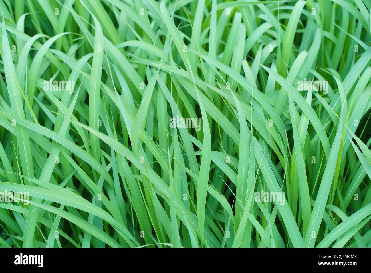 Sfondo verde erba lungo. Erba alta sotto il vento in un campo estivo. . Foto di alta qualità Foto Stock