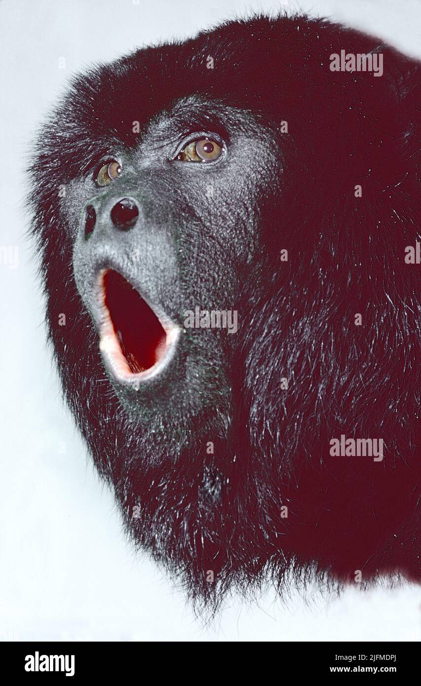 Maschio nero o nero-e-oro Howler Monkey, (Alouatta Caraya,) urlando. Dal Sud e Centro America Neotropico. Foto Stock