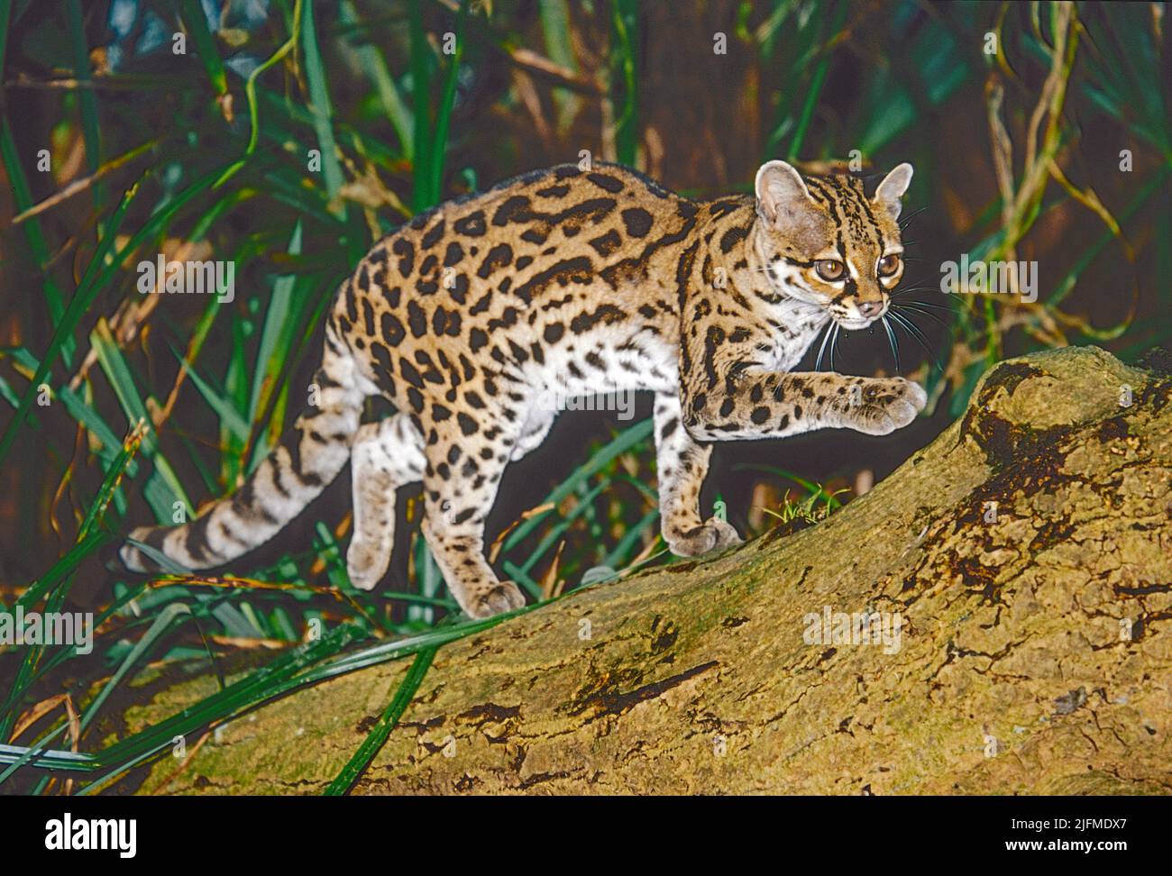 Margay, (Leopardus wiedii,) trovato dal Messico del Nord all'Argentina del Nord. Foto Stock
