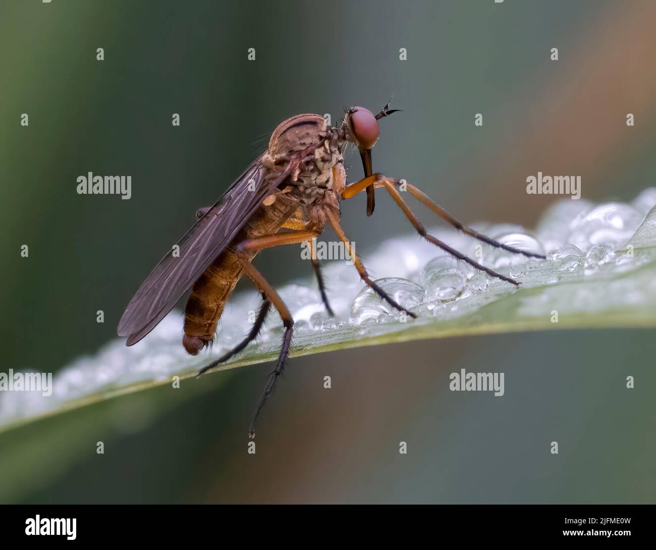 Robber Fly, (Machimus cingulatus), su una foglia coperta di rugiada Foto Stock