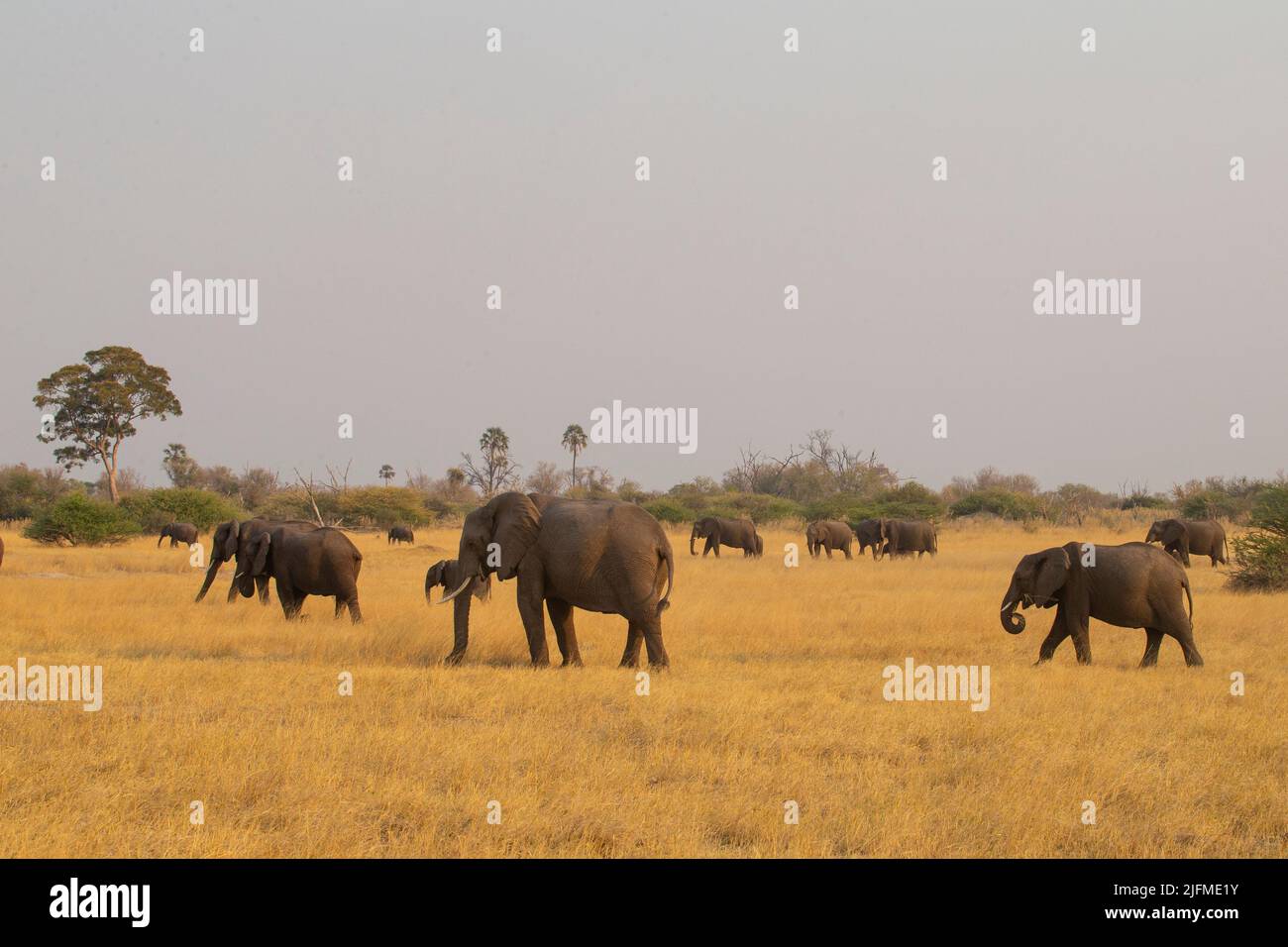 Elefanti africani (Loxodonta africana) sulla savana aperta Foto Stock