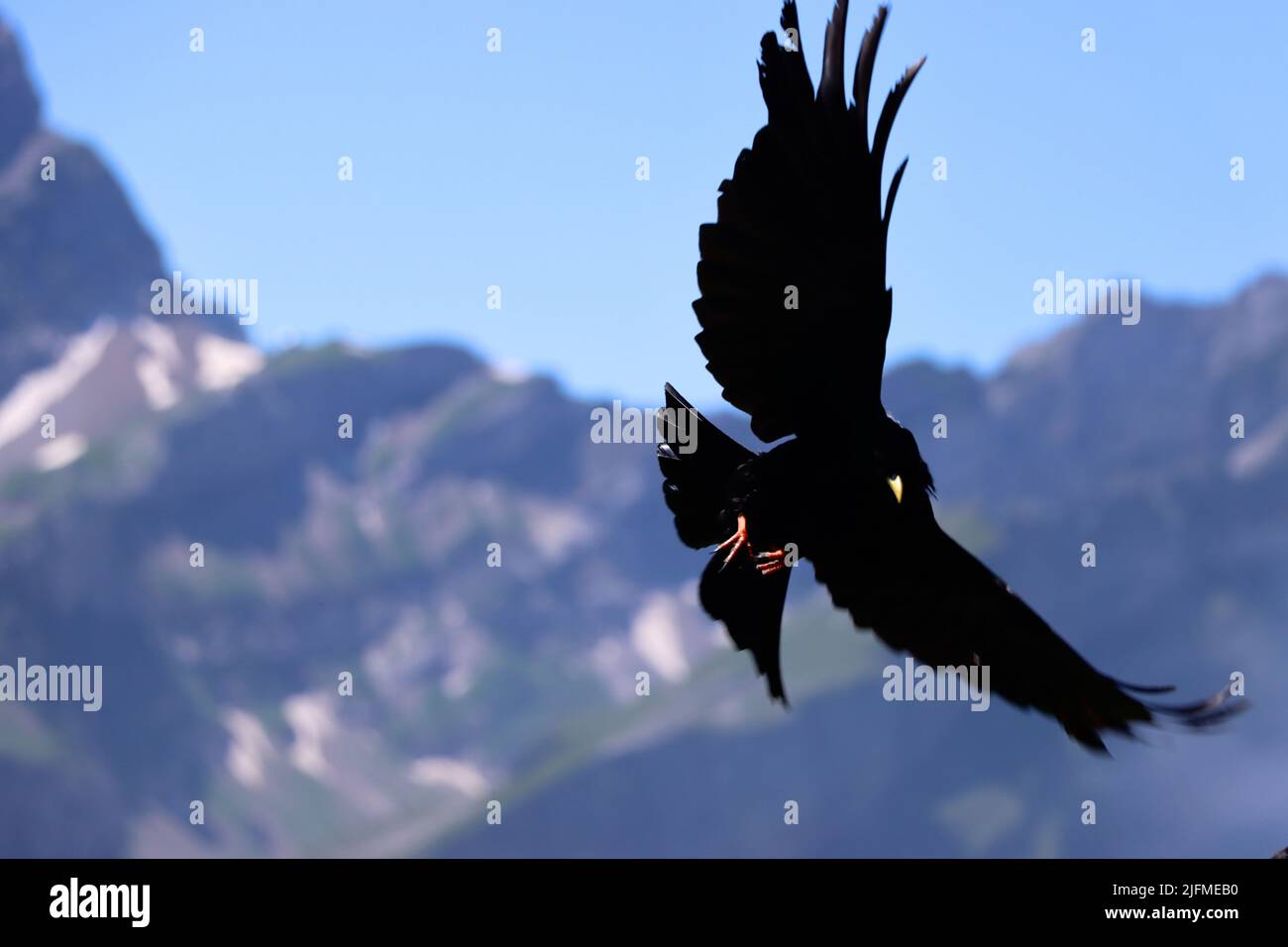 il jackdaw o il jack alpino nelle alpi sta godendo di volare attraverso l'aria. Le alpi svizzere hanno ancora in estate neve e ghiaccio come si vede sullo sfondo Foto Stock