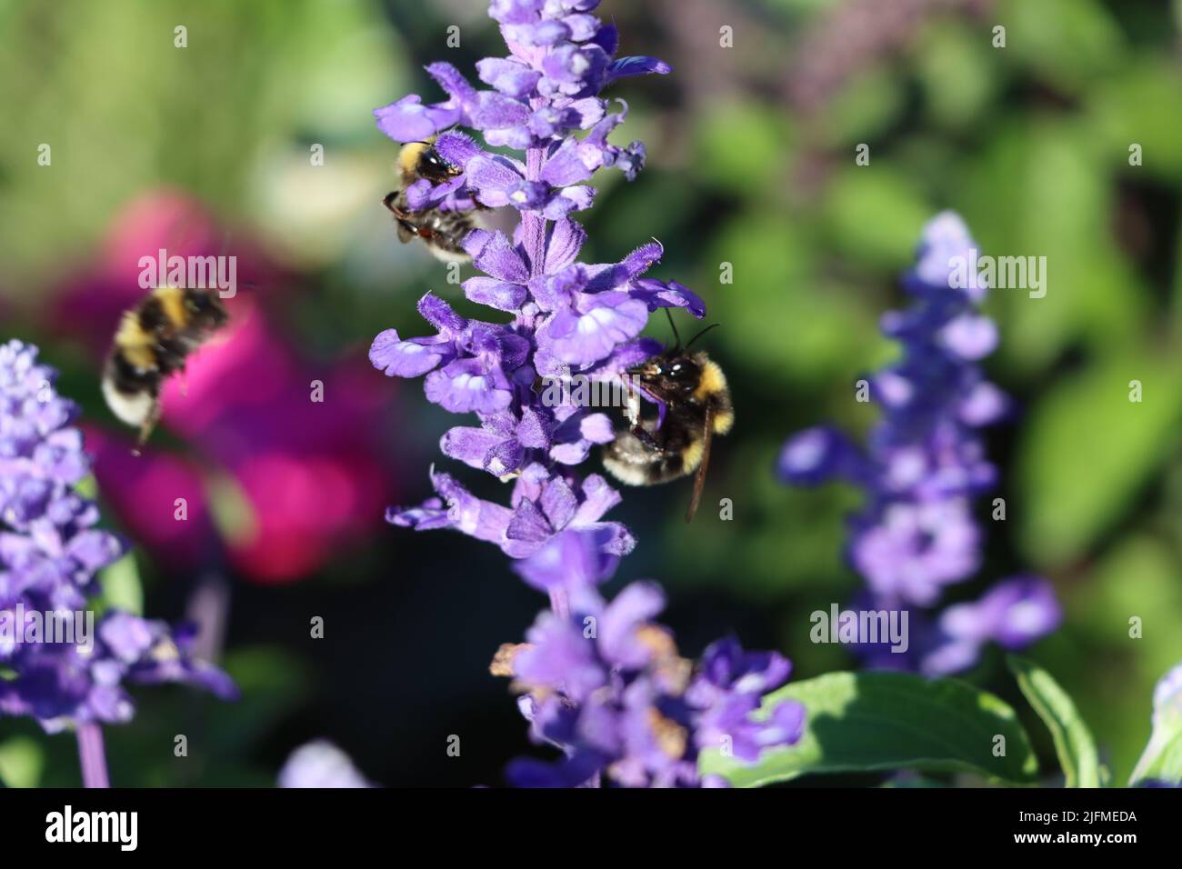 Tre bumblebee stanno volando attraverso il campo di lavanda in cerca di nettare e avventura Foto Stock