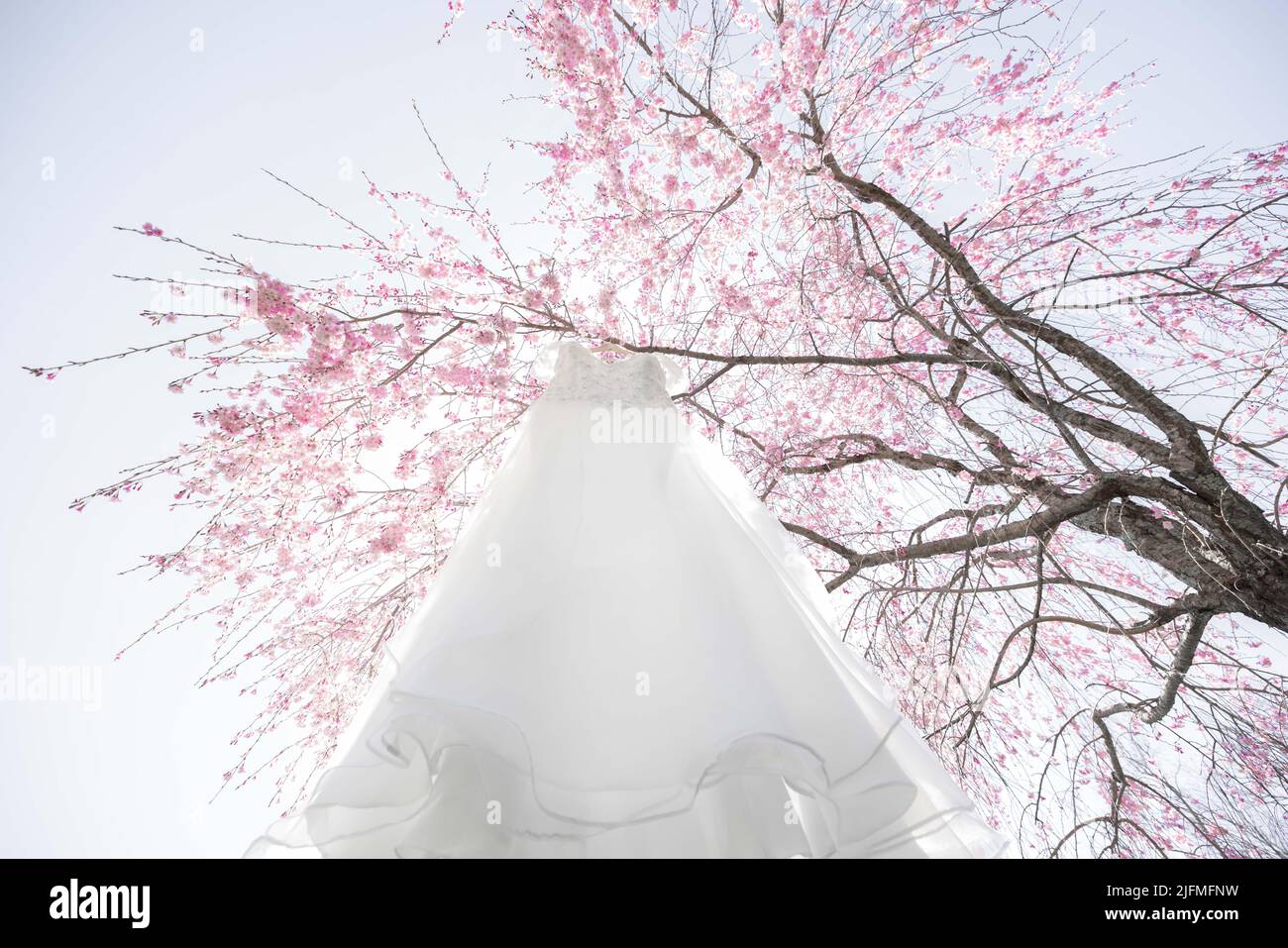 Un basso angolo di abito da sposa appeso su albero di ciliegio fiore Foto Stock