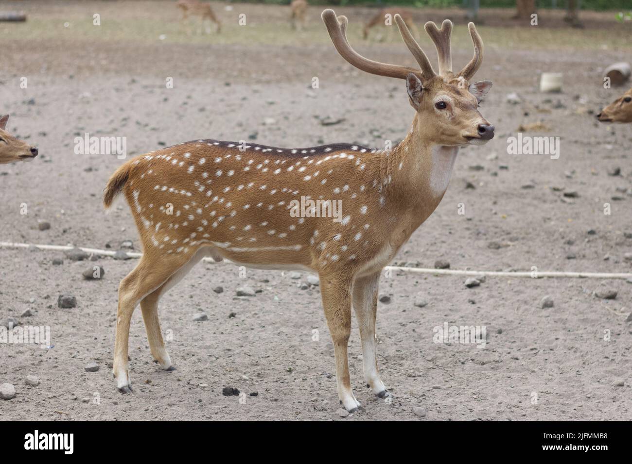 Cervi o caprioli (asse), noti anche come cervi macchiati o cervi assi nel Parco del Tempio di Prambanan in Indonesia. Foto Stock